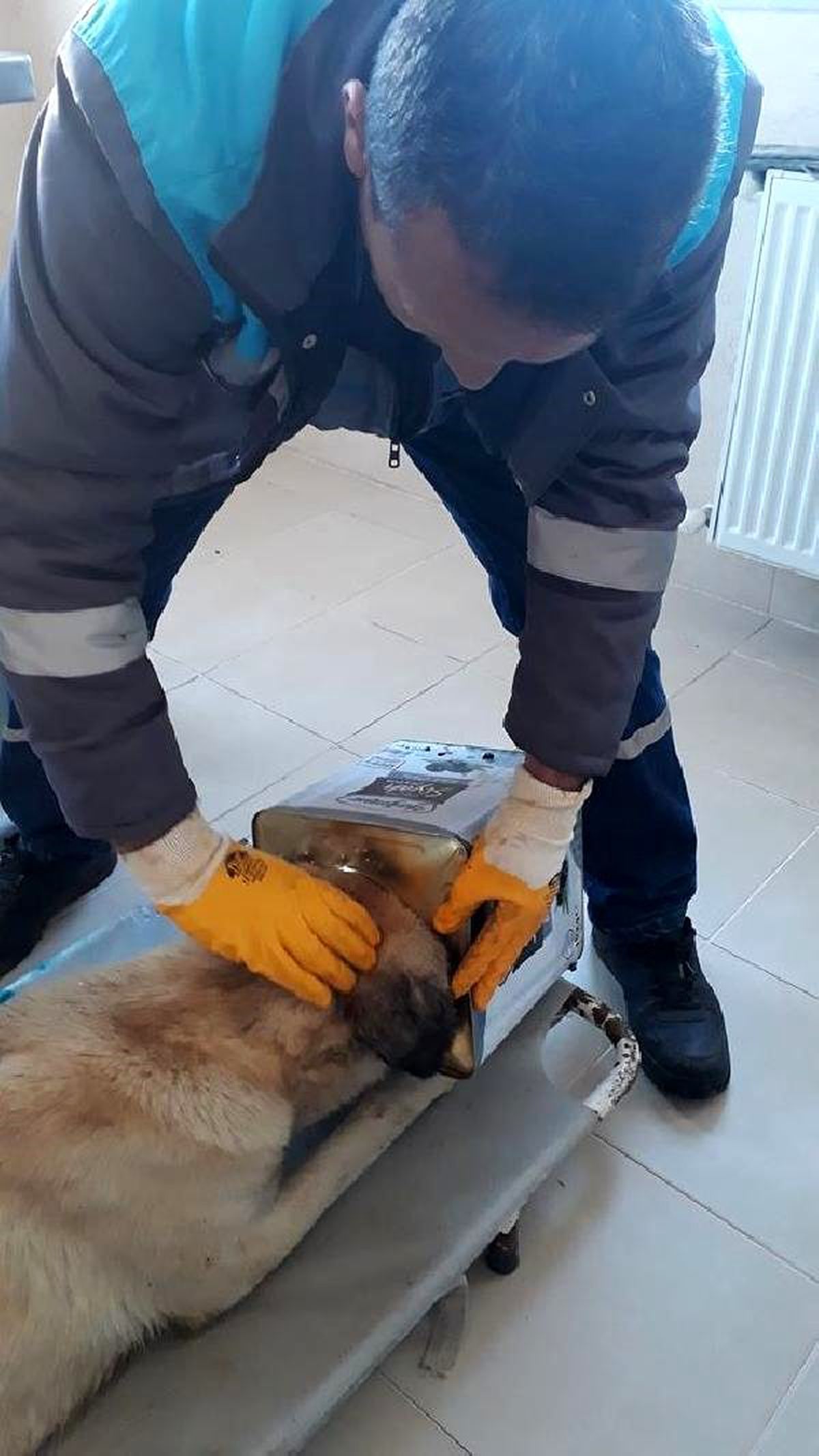 Başı tenekeye sıkışan köpek, kurtarıldı