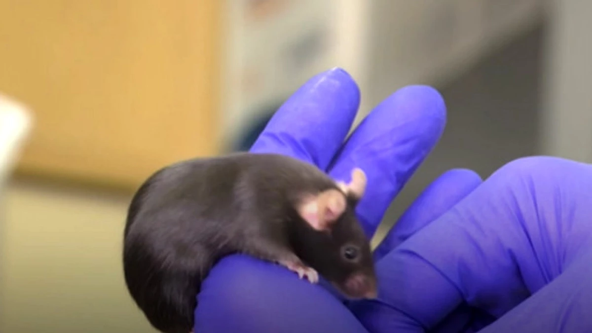 Genetiği değiştirilmiş fareler uzaya gitti