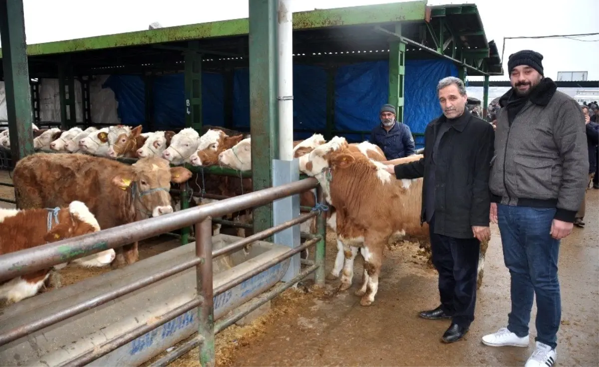 Hayvan üreticileri yem desteği bekliyor