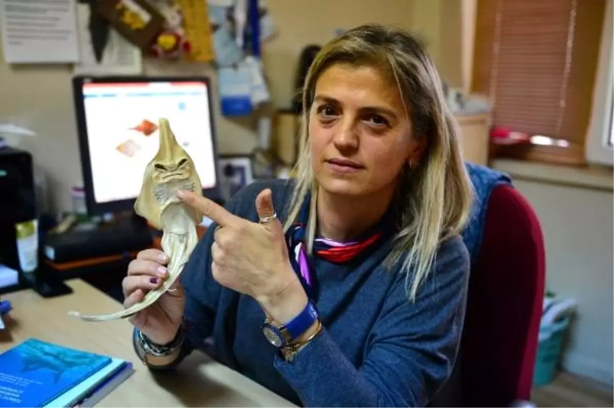 İnsan yüzlü sapan balığının nesli tehlike altında