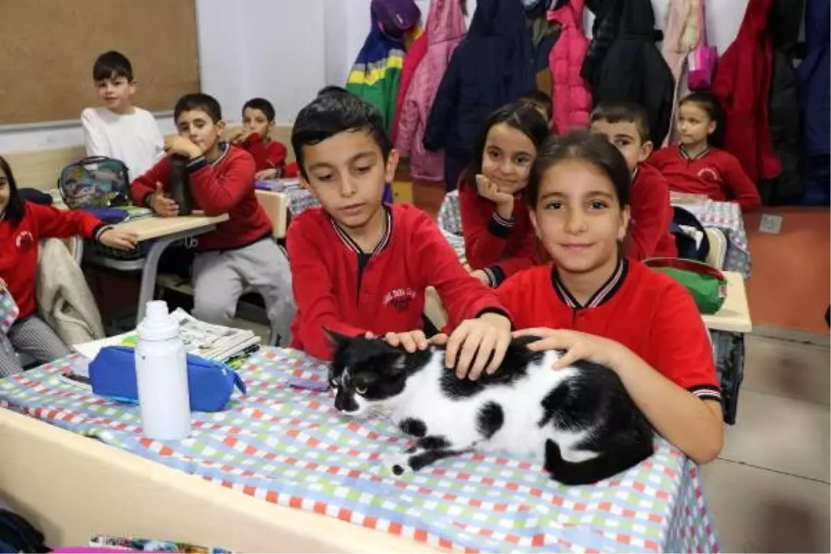 Müdürün sahiplendiği kedi, öğrencilerin neşesi oldu