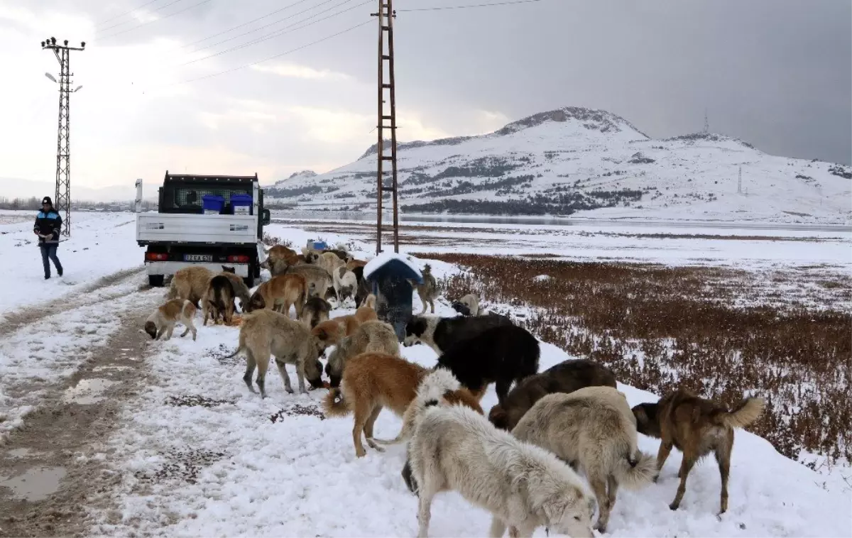 Sokak ve yaban hayvanlarına şefkat eli