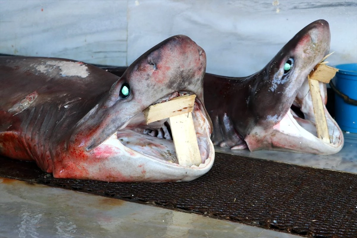 Tekirdağ\'da balıkçıların ağına iki köpek balığı takıldı