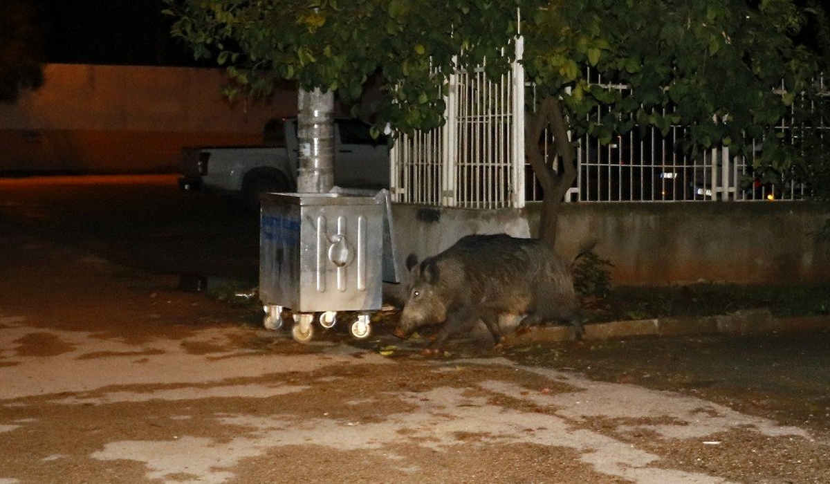 Adana\'da aç kalan yaban domuzu şehre indi