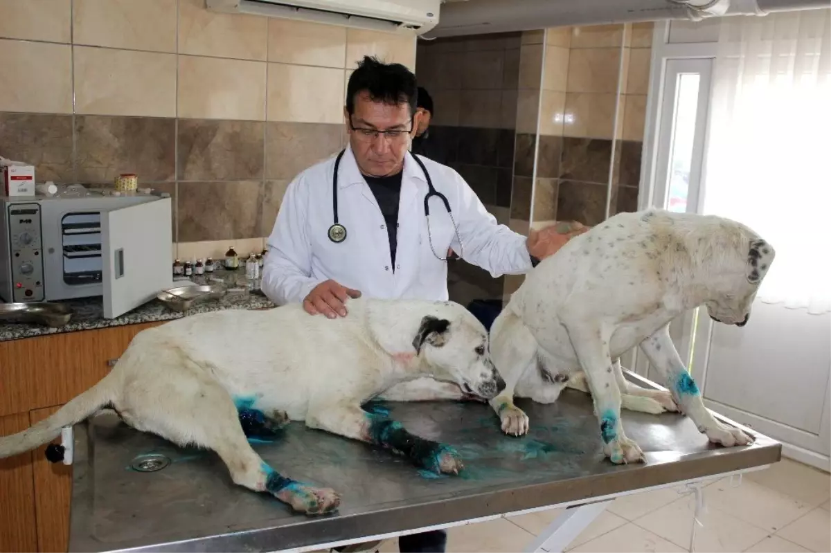 Ayakları bağlanıp ölüme terk edilen 3 köpeğe sahip çıkıldı