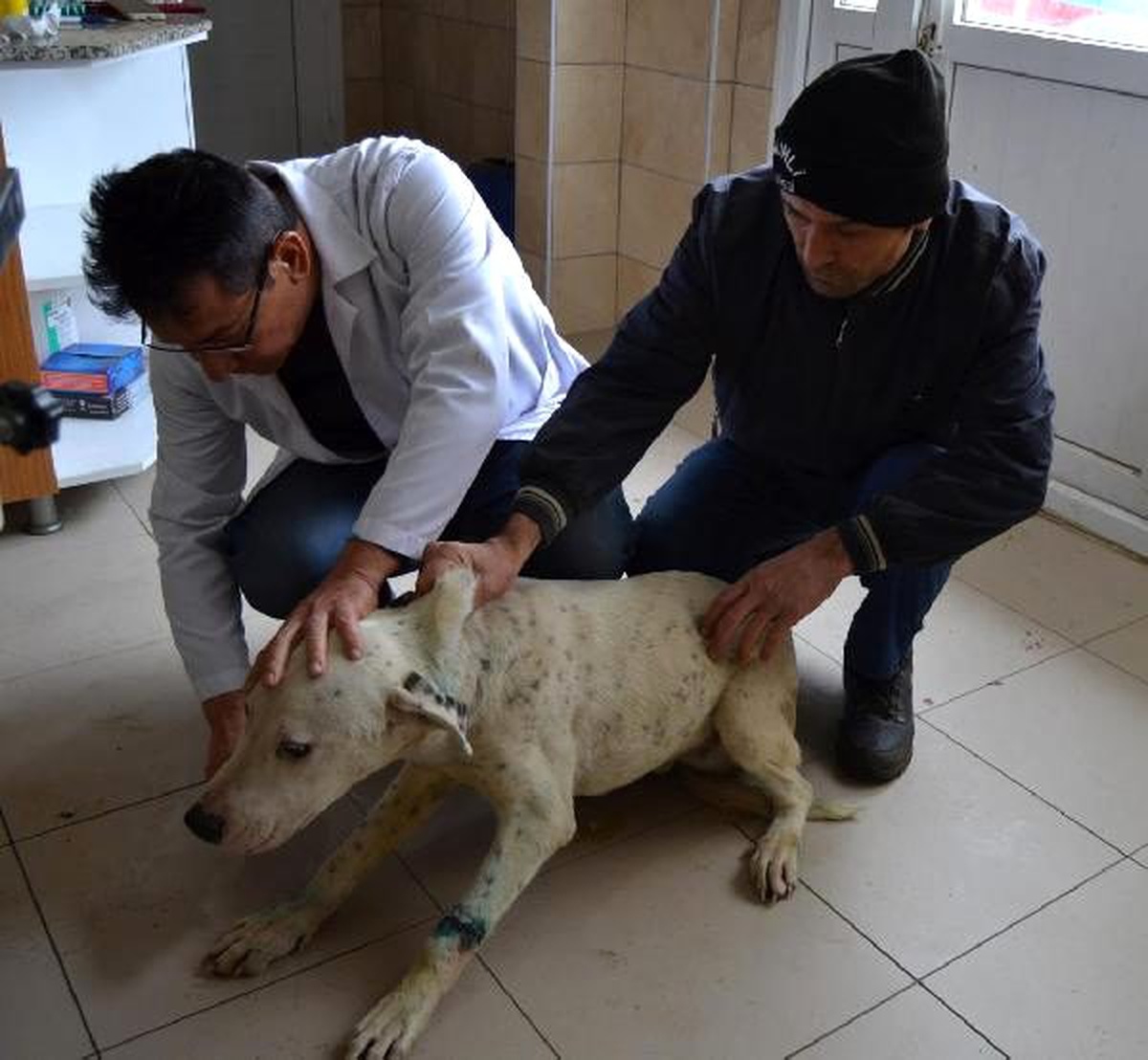 Ayaklarını bağladıkları köpekleri ölüme terk eden 3 kişiye gözaltı