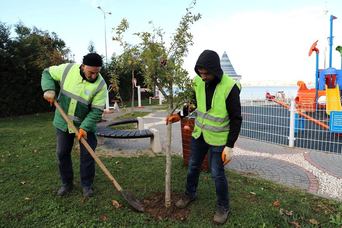 Büyükçekmece\'de çocuk parkları meyve ağaçlarıyla donatılıyor