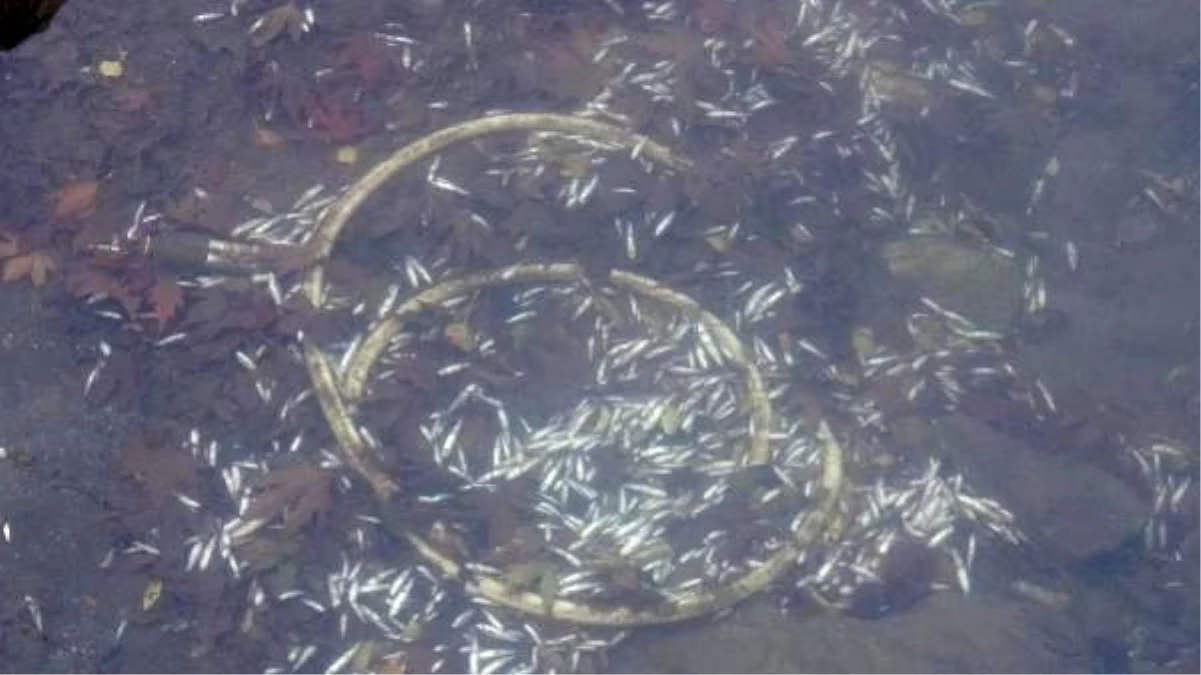 Edremit\'te, denize dökülen derede binlerce balık telef oldu