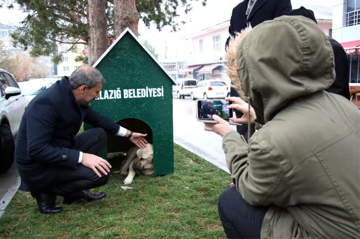 Elazığ\'da "Köpek Dostu ilçe" kış nedeniyle kulübelerle donatıldı