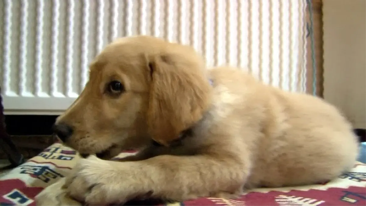 Kaybettiğini köpeğini sosyal medya aracılığıyla buldu