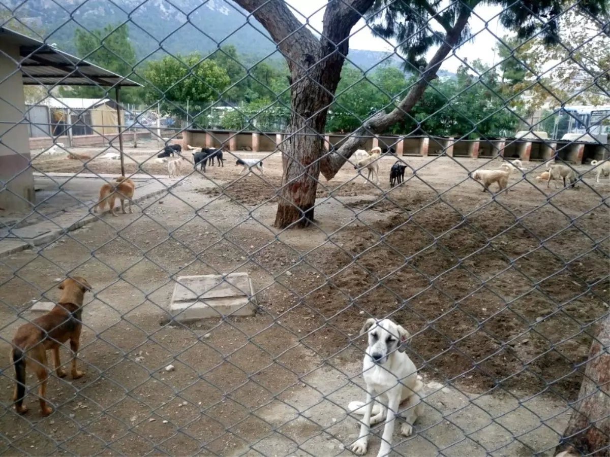 Kemer Belediyesi\'nden yaylara bırakılan başıboş köpeklerle ilgili açıklama