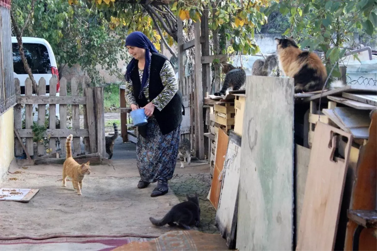 (Özel) Evinde onlarca kedi besleyen fedakâr kadının mama çağrısı