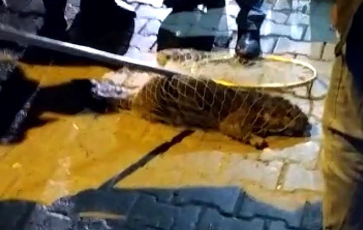 Su samuru şehre indi