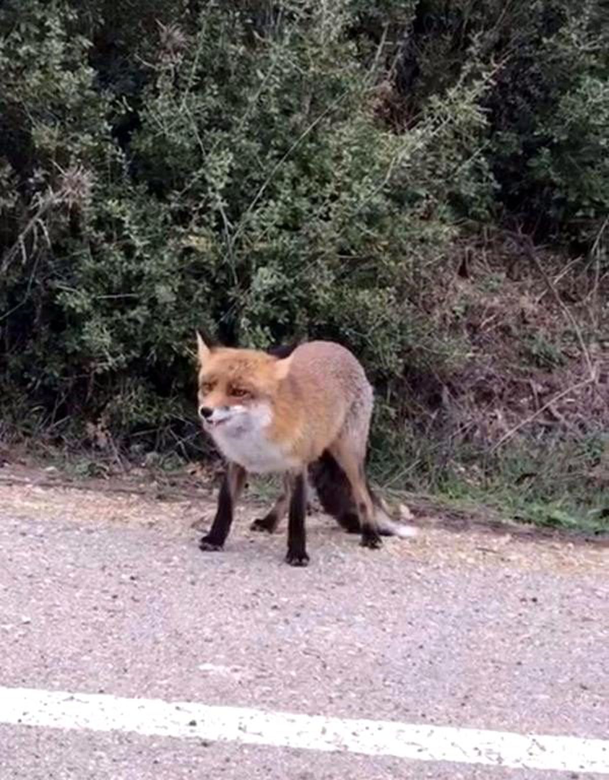 Yola çıkan tilkiyi besledi