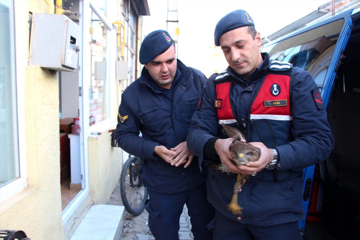 Jandarmanın bulduğu yaralı şahin tedavi edildi