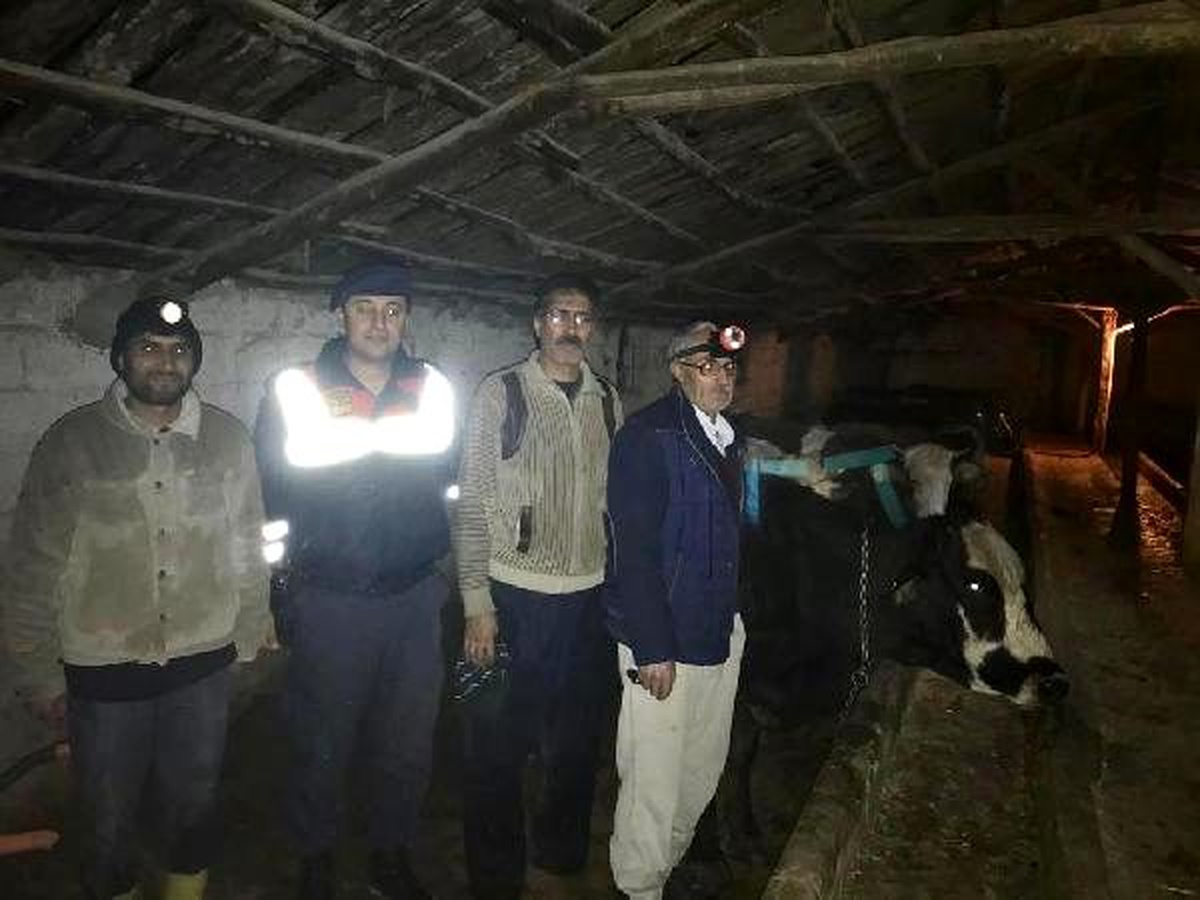 Kayıp büyükbaşları jandarma buldu