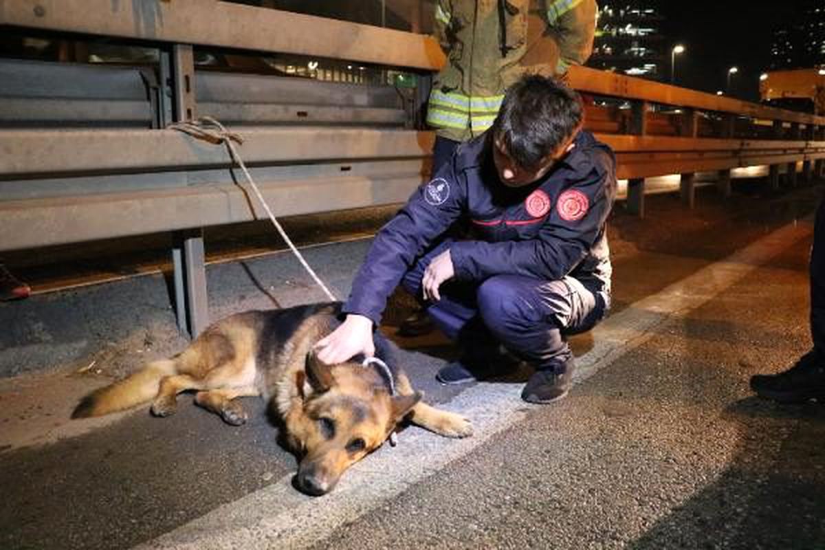 Maltepe D-100\'de aracın çarptığı köpek kurtarılamadı