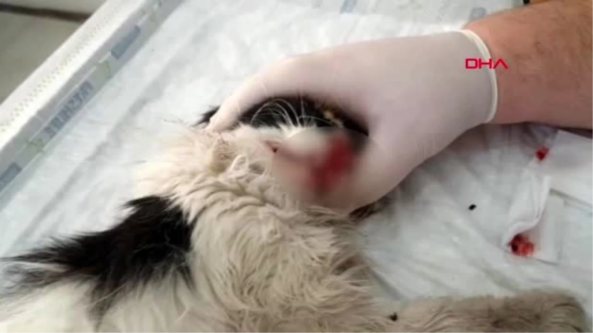 Osmaniye-burnu parçalanan kediye estetik operasyon
