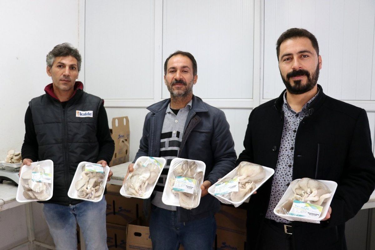 (Özel) Vanlı girişimci ilk mantar hasadını yaptı
