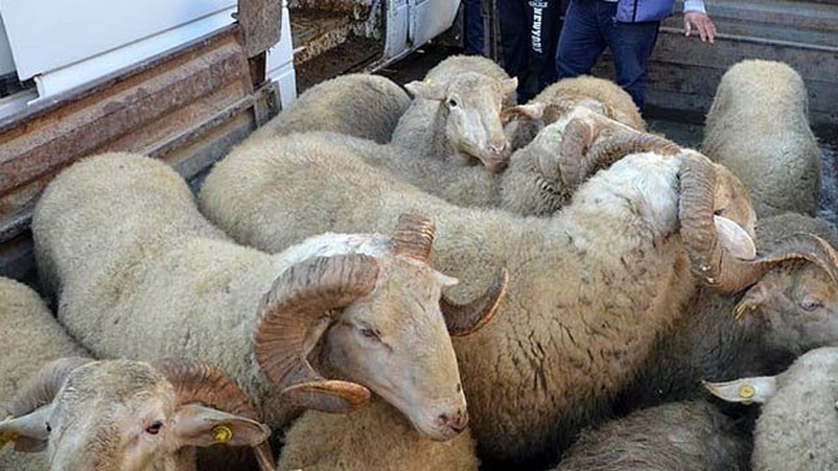 Siirt\'te hayvan hırsızlığı yapan 2 kişi gözaltına alındı