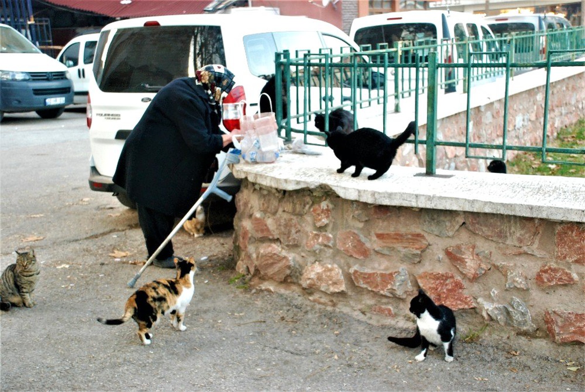 Sokak kedilerini her gün pişmiş tavuklarla besliyor