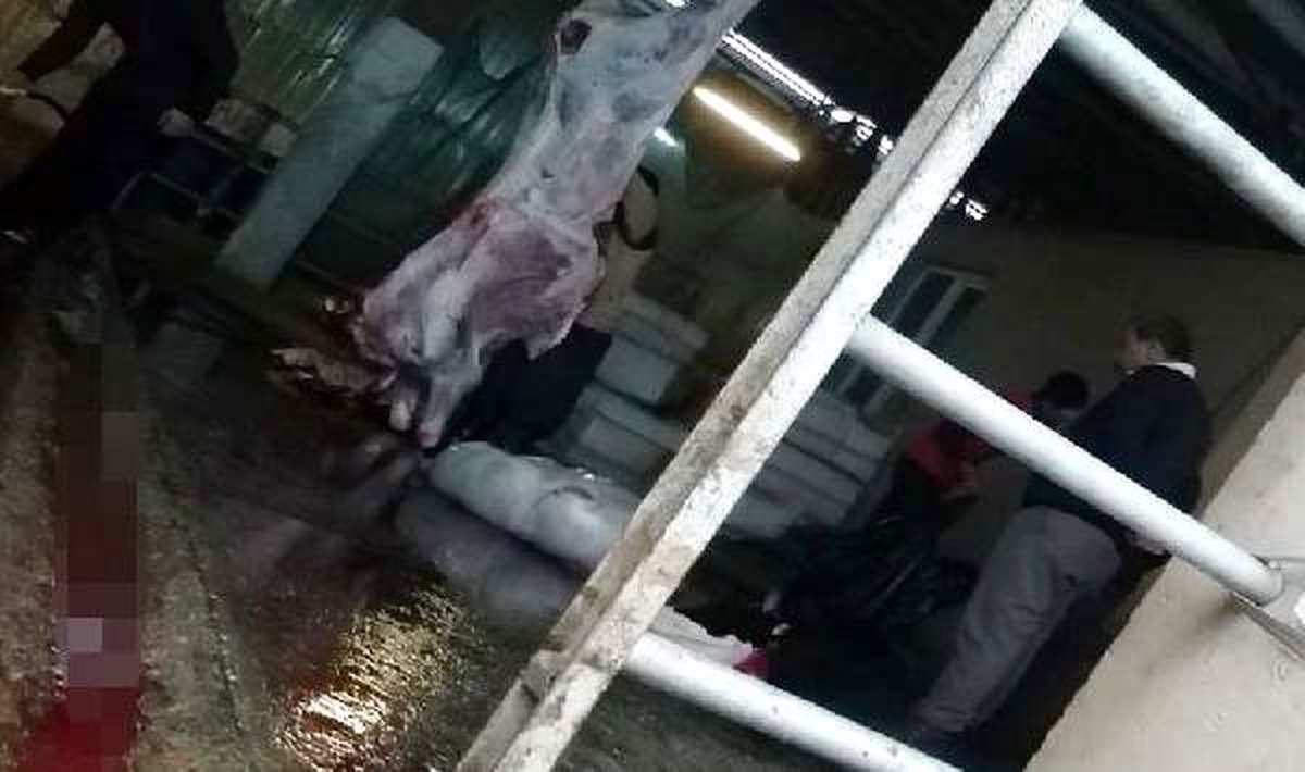 Tarsus\'ta 173 kilo kaçak et ele geçirildi