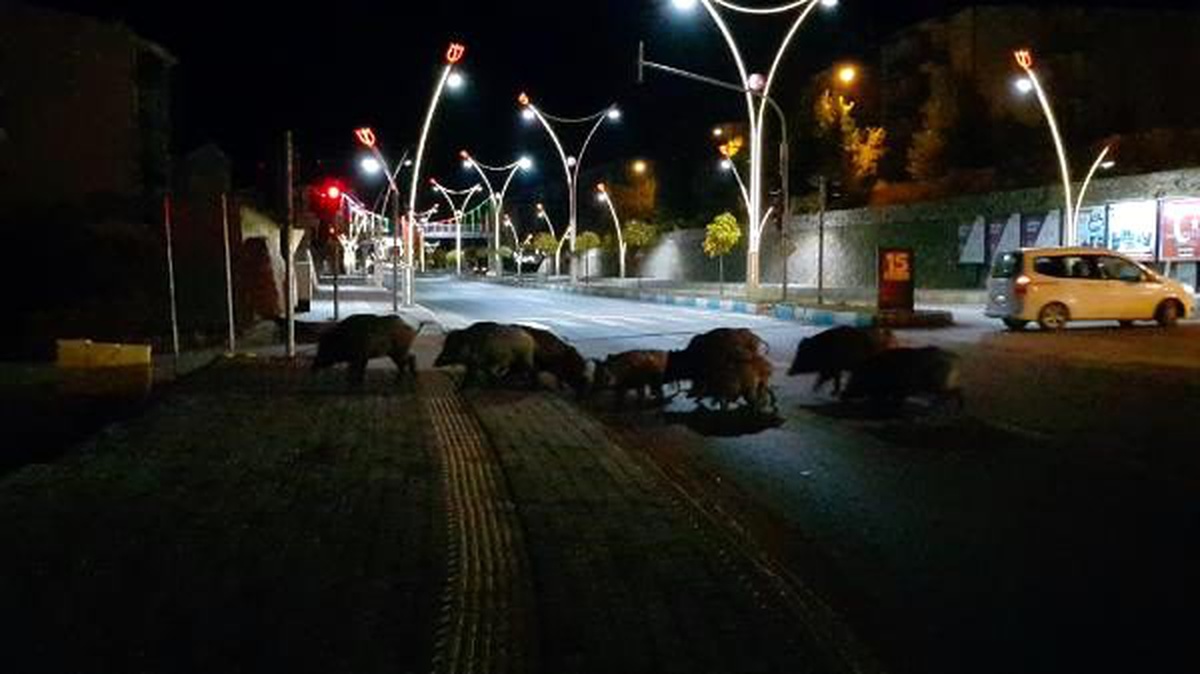 Tunceli merkezine domuz sürüsü indi