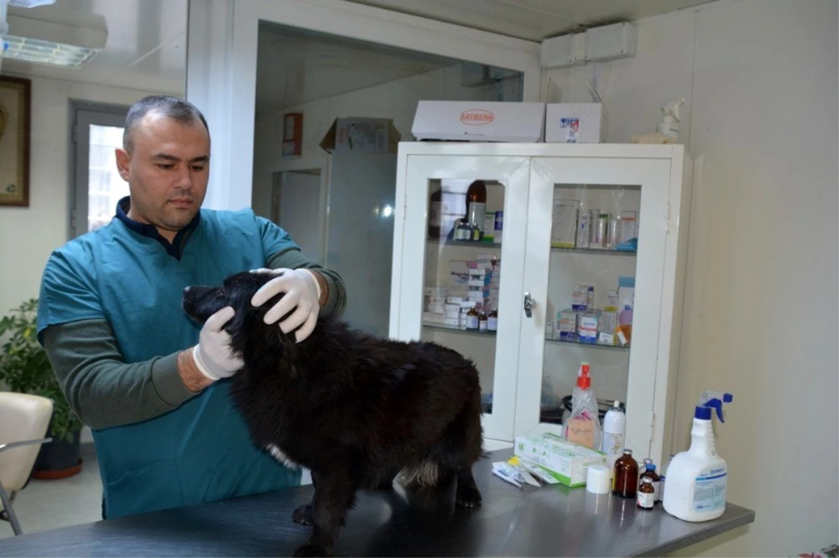 Aliağa\'da 3 bin 240 sokak hayvanı tedavi edildi