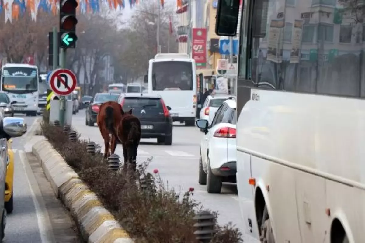 Edirne\'de başı boş atlar trafiği karıştırdı