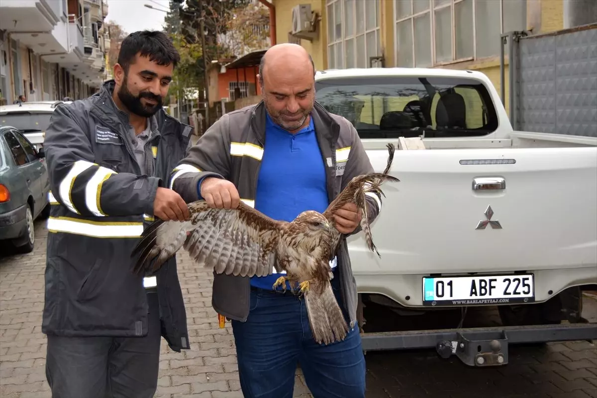 Gaziantep\'te yaralı kızıl şahin bulundu