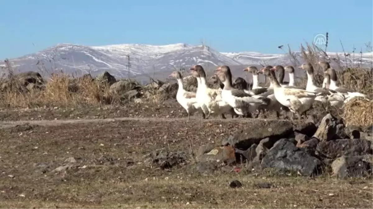 Kar yedikten sonra kesilen kazlar kargoyla sofralara ulaşıyor - KARS