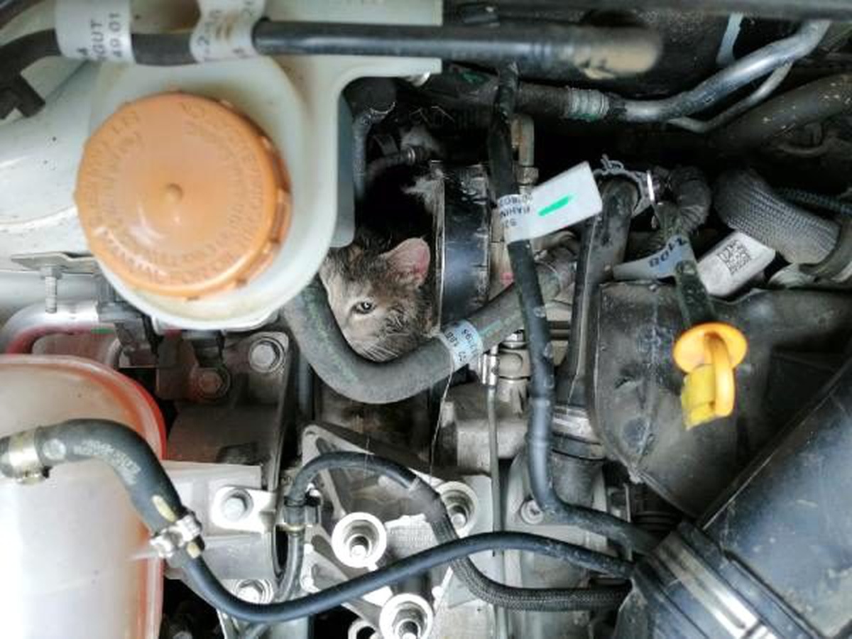 Motor kaputuna sıkışan kediyi itfaiye kurtardı