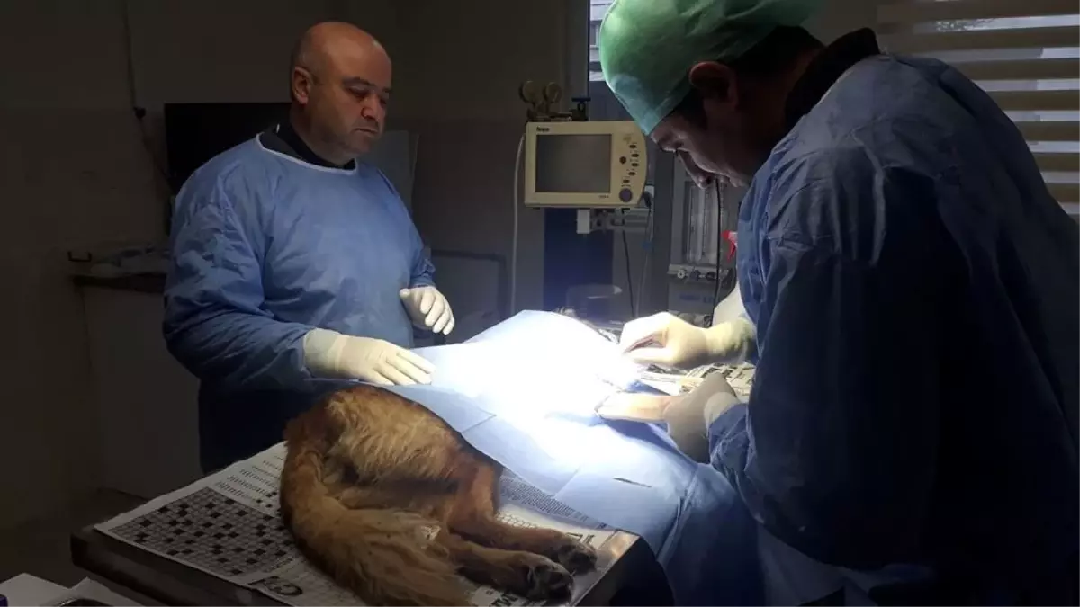 Otomobilin çarptığı köpek barınakta ameliyat edildi