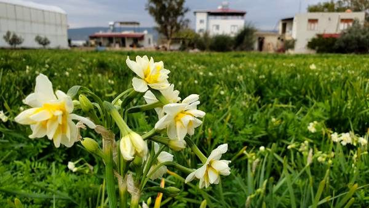 Silifke\'de çiçek açan nergisler, gelir kapısı