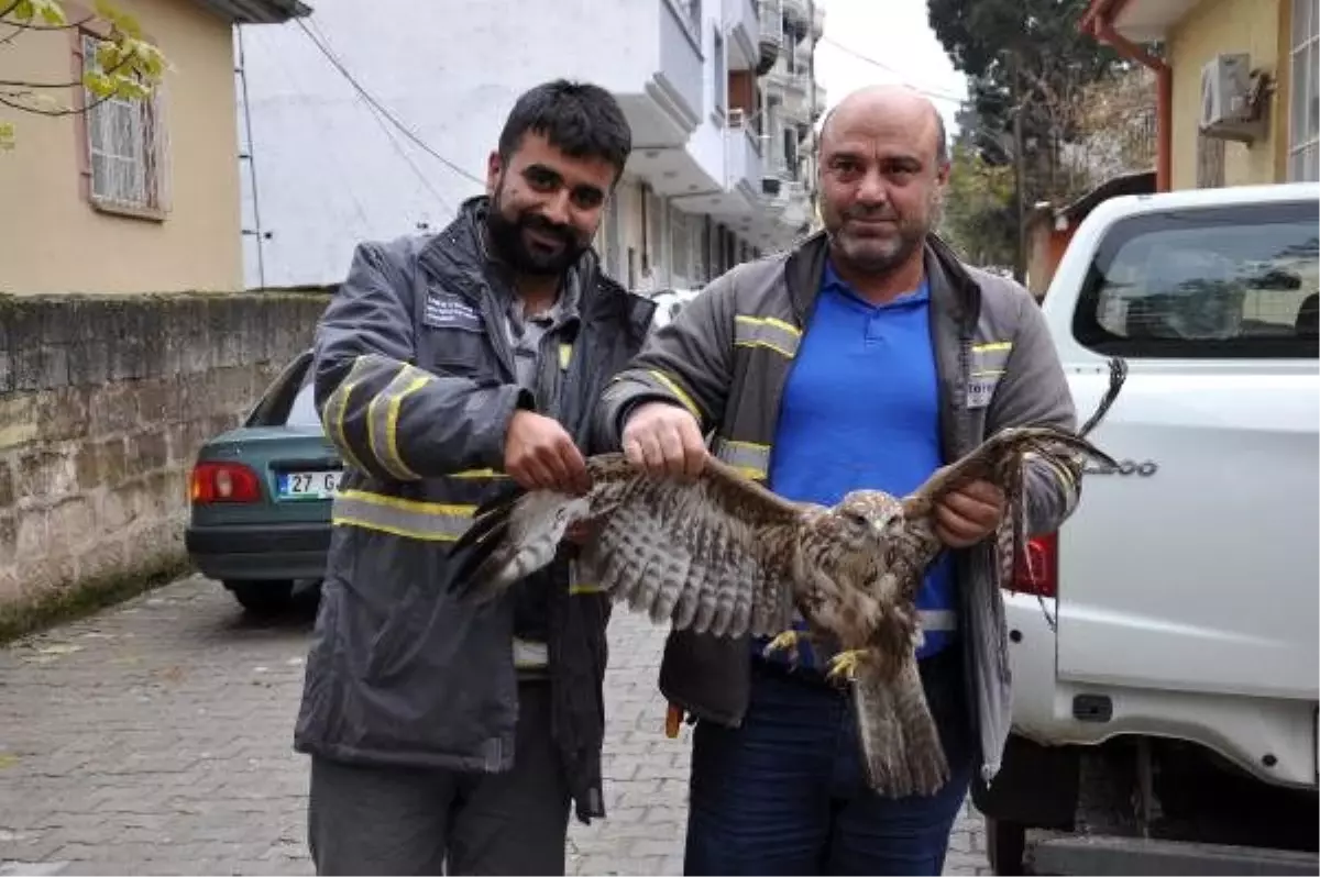 Yaralı kızıl şahin tedaviye alındı