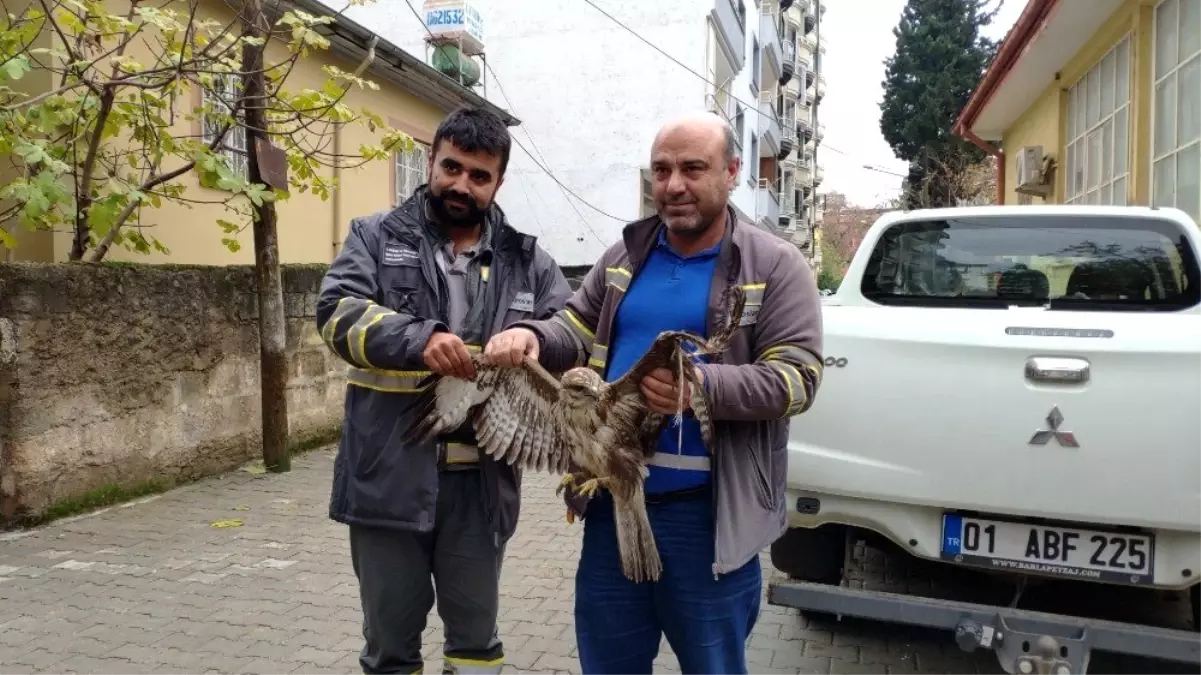 Yaralı olarak bulunan kızıl şahin koruma altına alındı