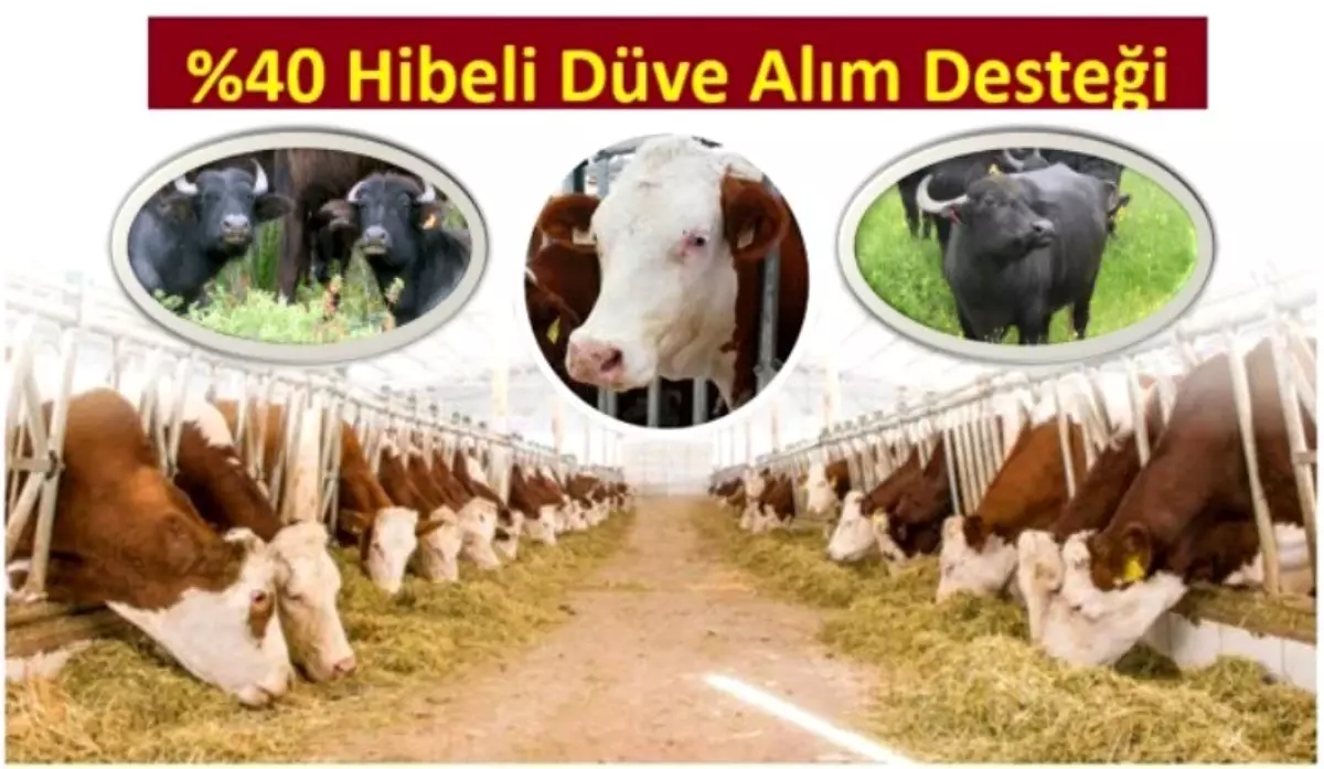 Yüzde 40 hibeli düve alım desteği başvuruları başlıyor