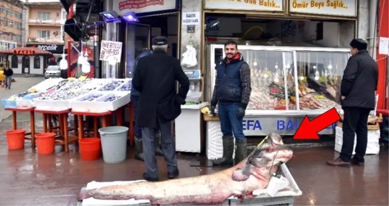 Zıpkınla yakalanan dev yayın balığı görenleri şaşırttı