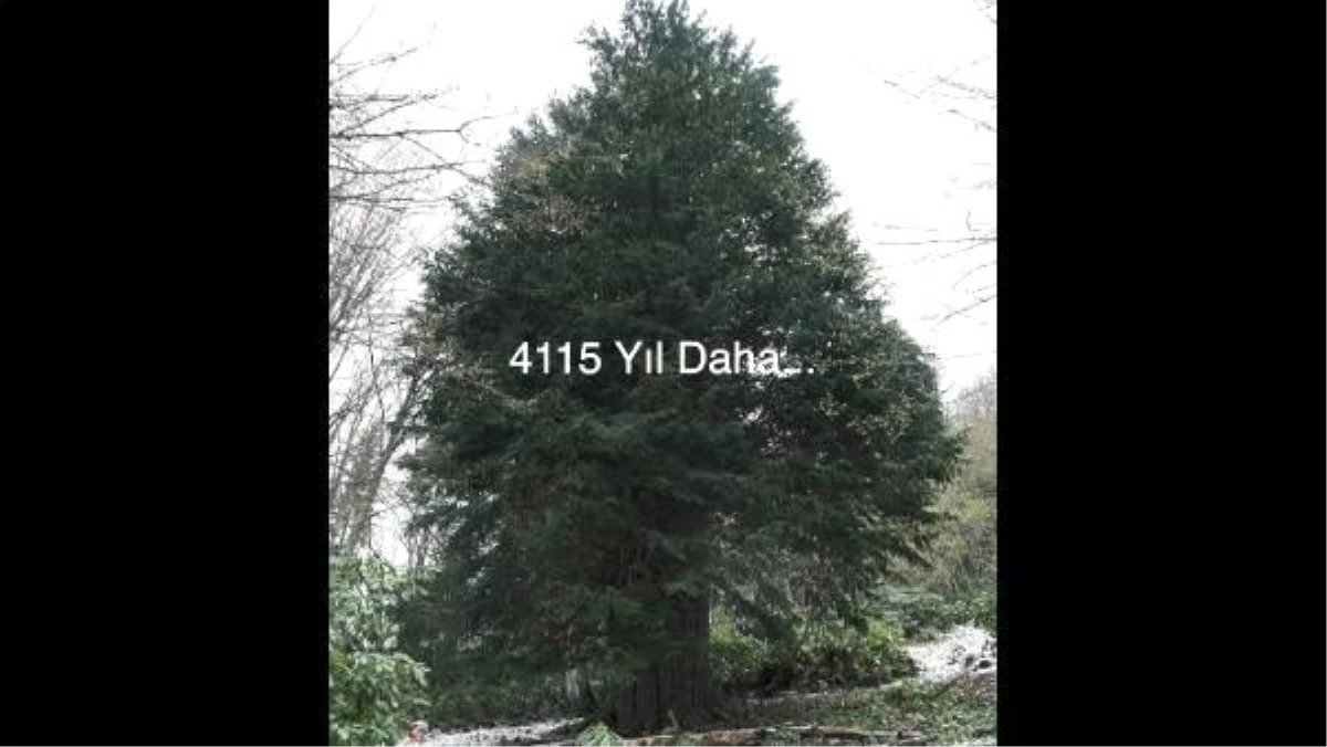 4 bin 115 yaşındaki ağaç için klip çektiler