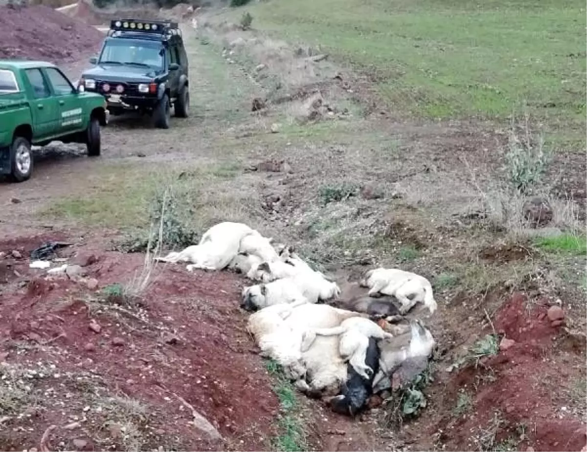 Arazide üst üste atılmış köpek ölüleri bulundu