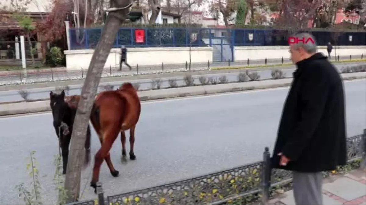 Edirne\'de başı boş atlar trafiği karıştırdı