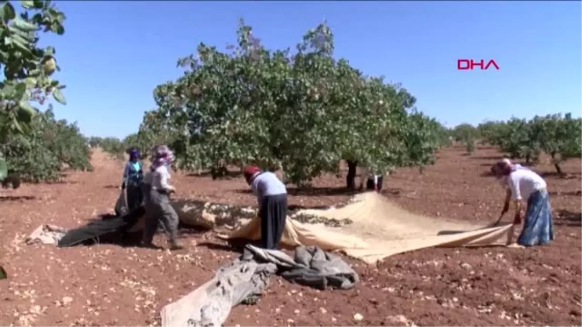 Gaziantep fıstıkçılardan baklavacıların \'stok\' iddiasına tepki