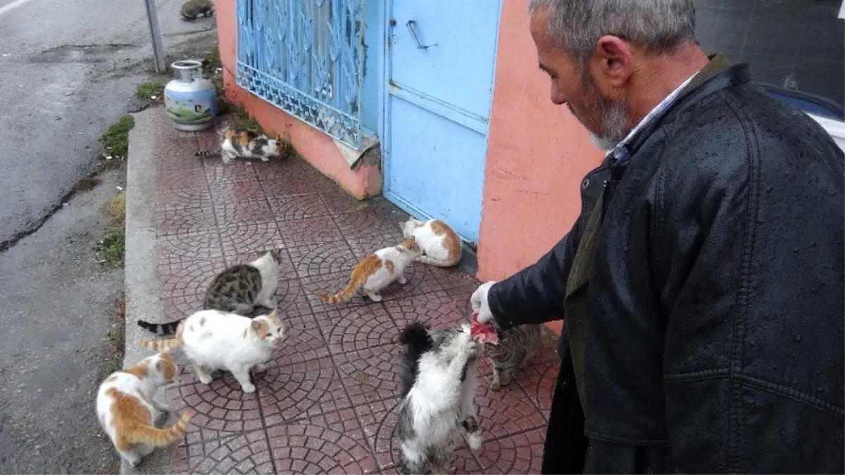 Kediler her gün onun yolunu gözlüyor