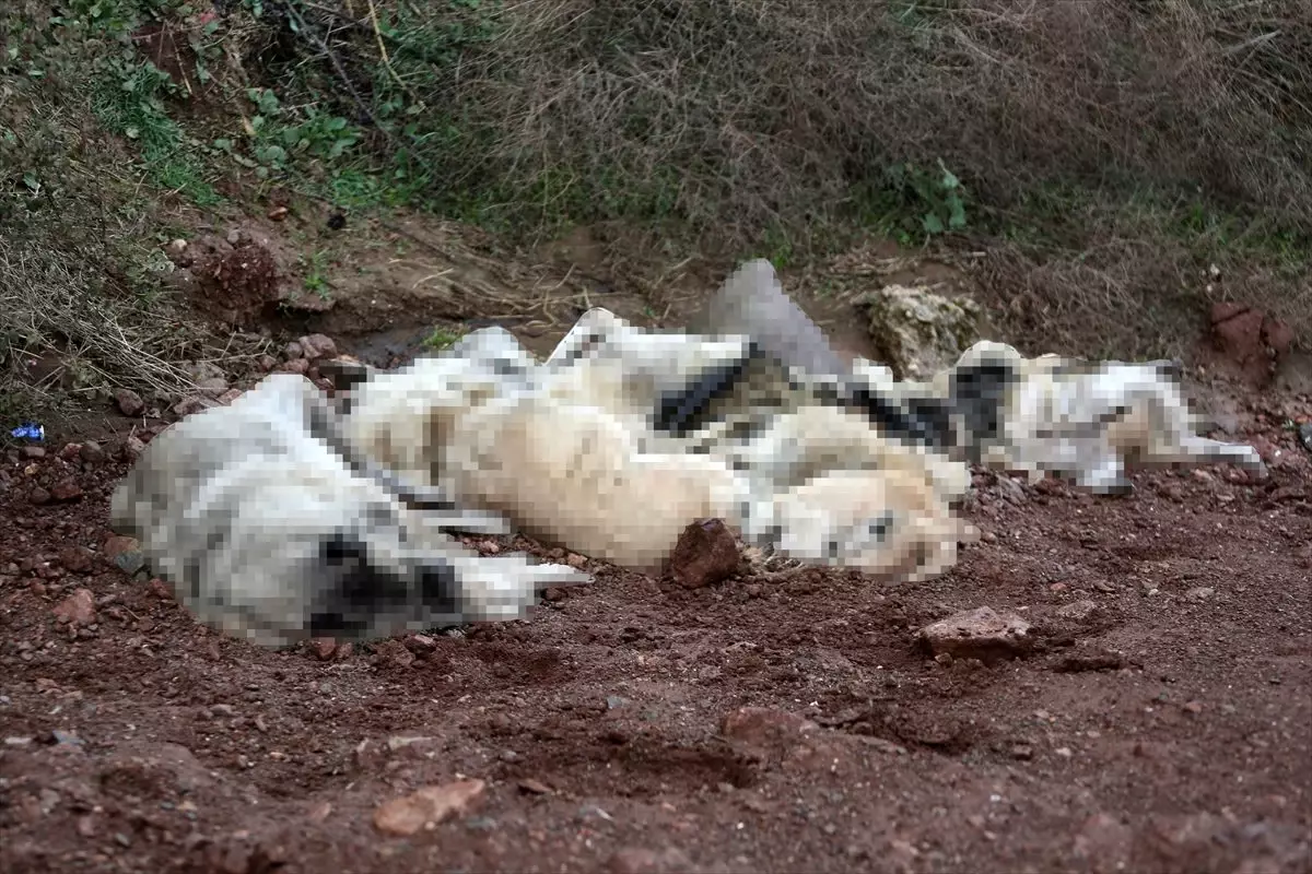 Osmaniye\'de arazide çok sayıda ölü köpek bulundu