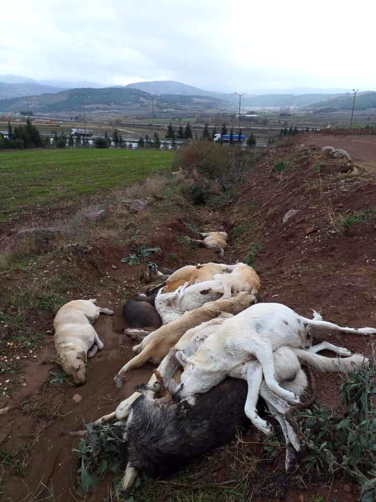 Osmaniye\'de onlarca köpeği öldürüp çukura doldurdular