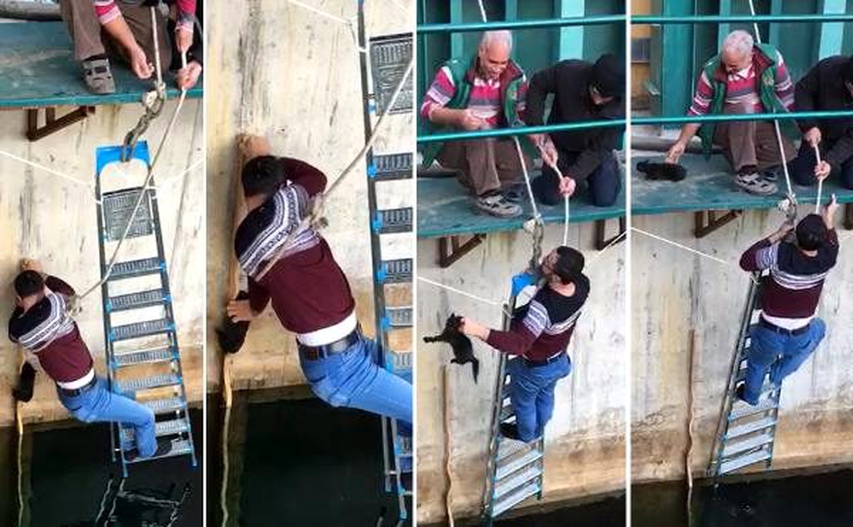 Yavru kediyi suya düşmekten son anda kurtardı