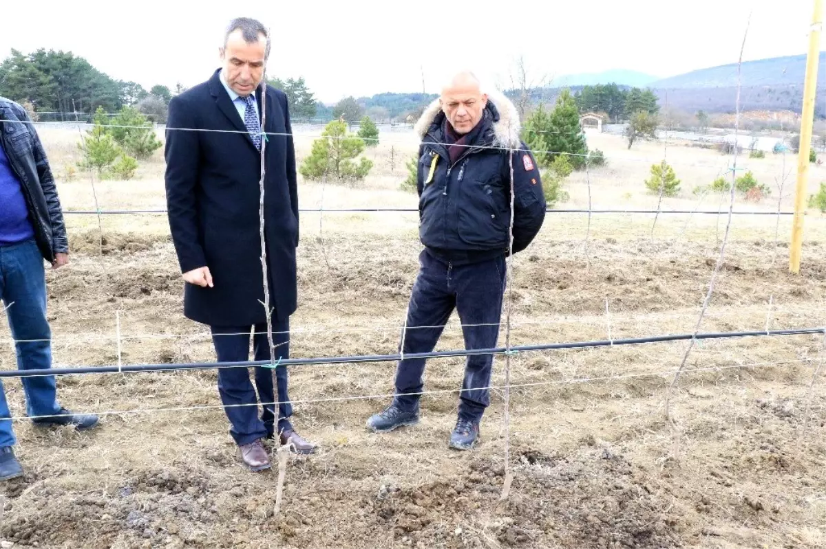 Atıl vaziyetteki araziyi alıp kentin en büyük elma tarlasına dönüştürdü