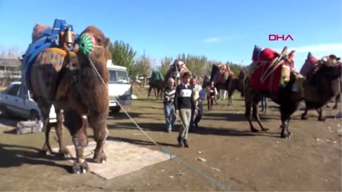 Aydın deve güreşi festivali\'nin geliriyle okula kalorifer yapılacak