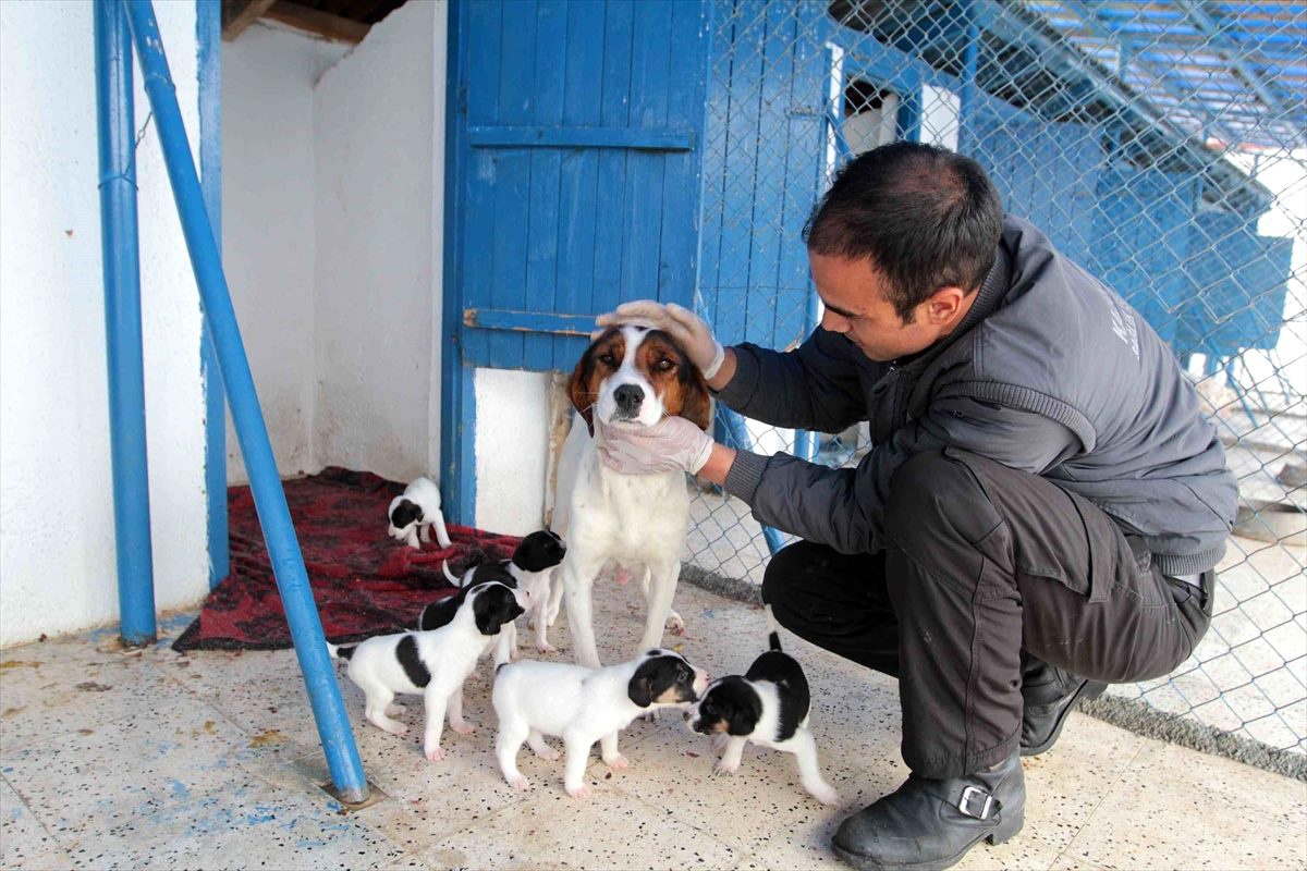 Kahramankazan\'da sokak hayvanları için mama ve yem bırakılıyor