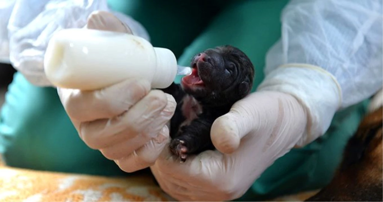Mersin\'de bir köpek sezaryenle 16 yavru doğurdu